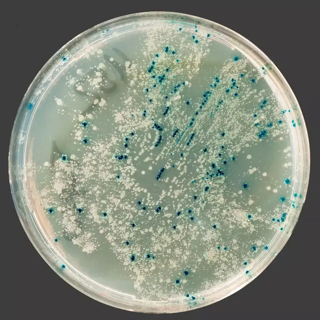 Living mold spores cultured on a petri dish during viable testing
